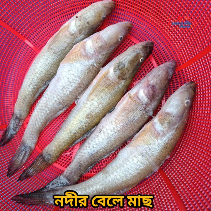 নদীর বড় বেলে মাছ(6/পিসে কেজি)।। River Bele Fish