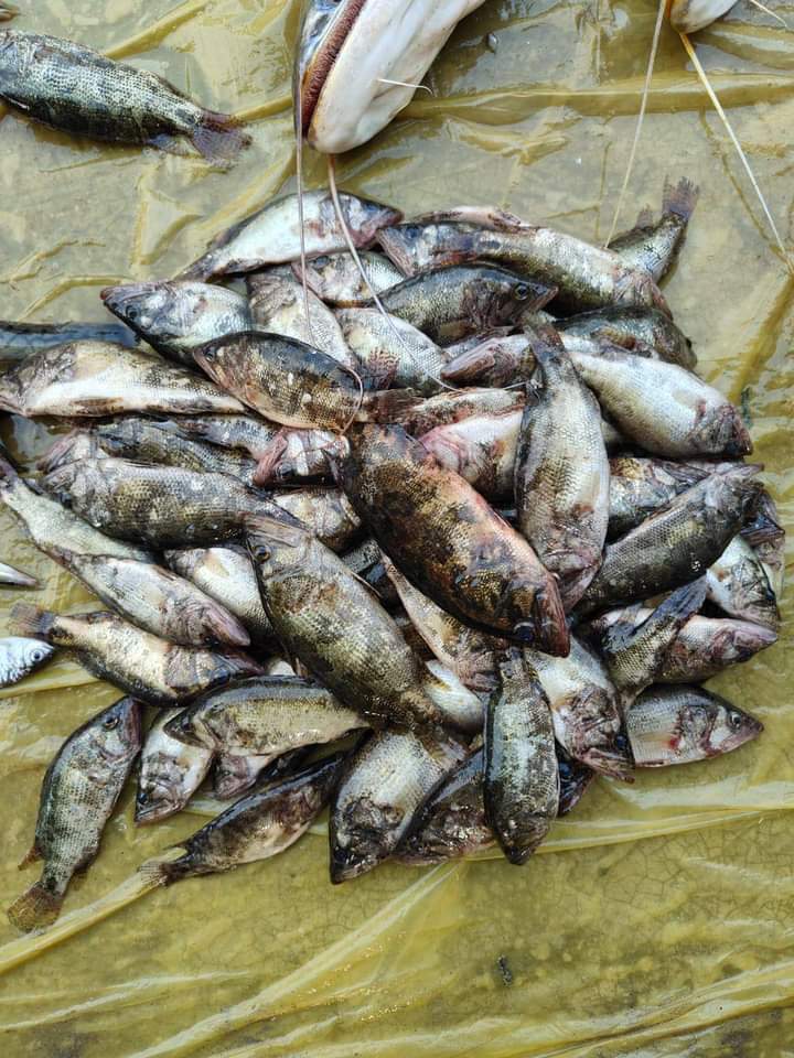 হাওরের মেনি মাছ(রেগুলার সাইজ) -প্রতি কেজি