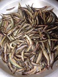 গুতুম মাছ