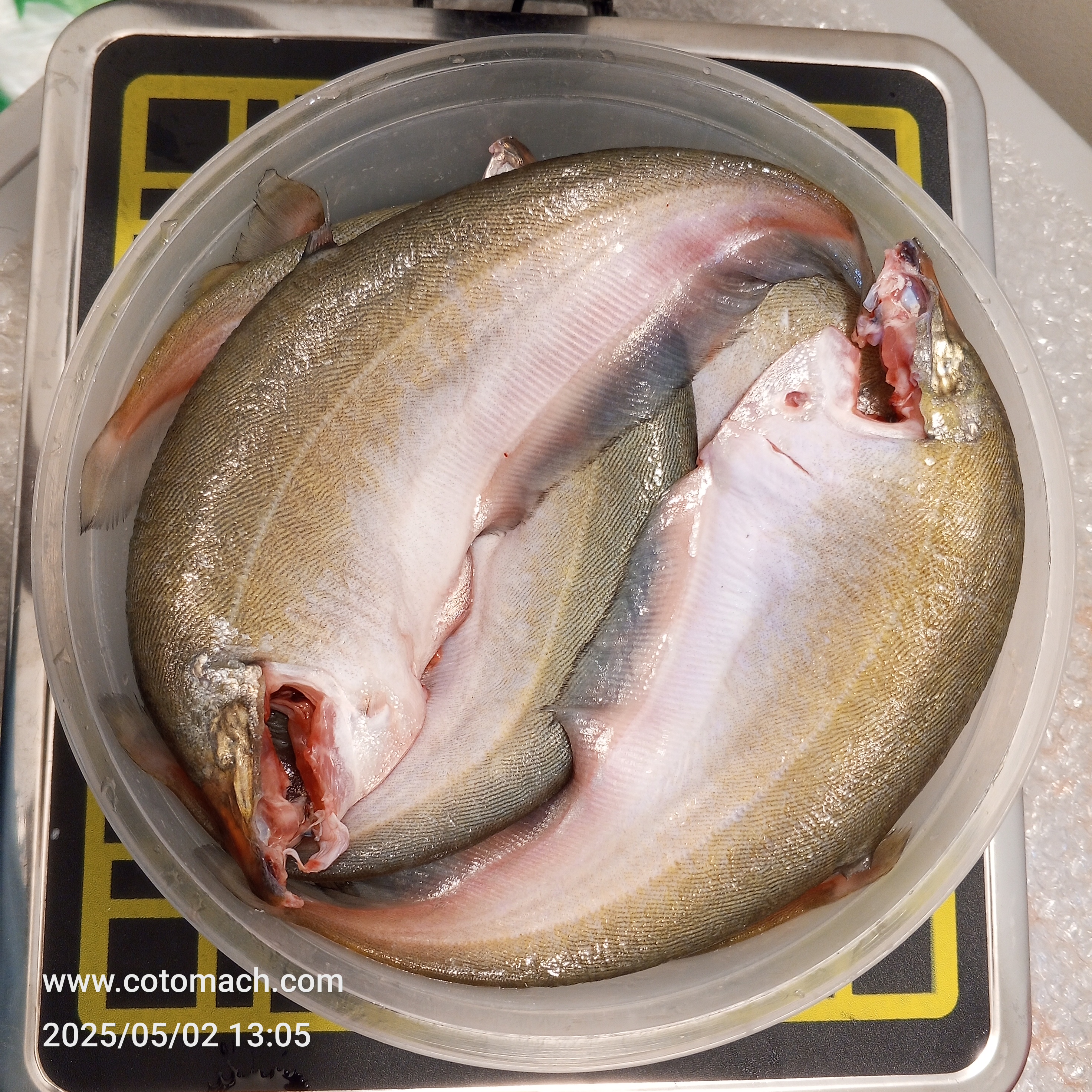 Foli Fish ফলি মাছ (রেগুলার সাইজ(প্রতি কেজি)