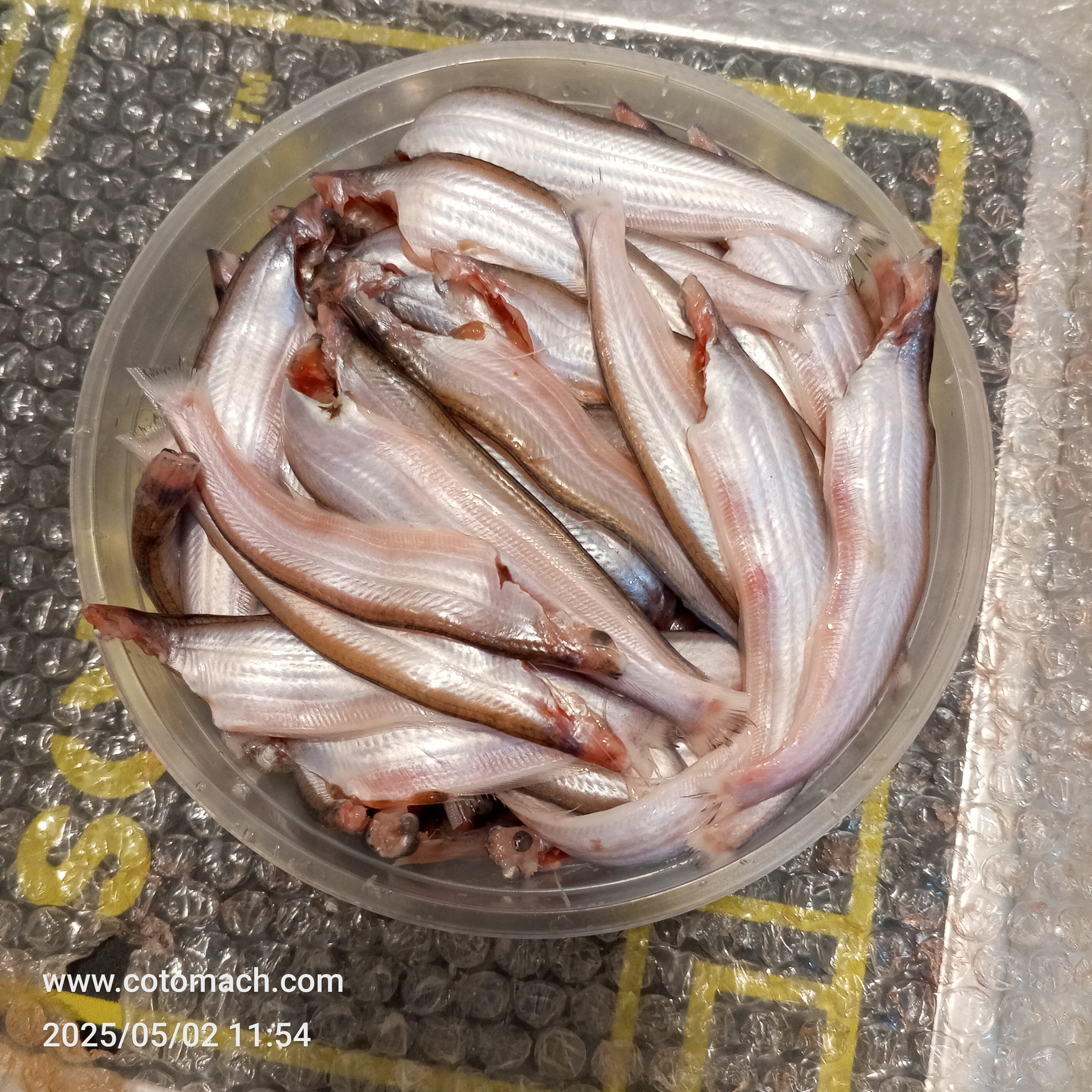 কাজুলি মাছ।। River Kajuli (Regular Size)