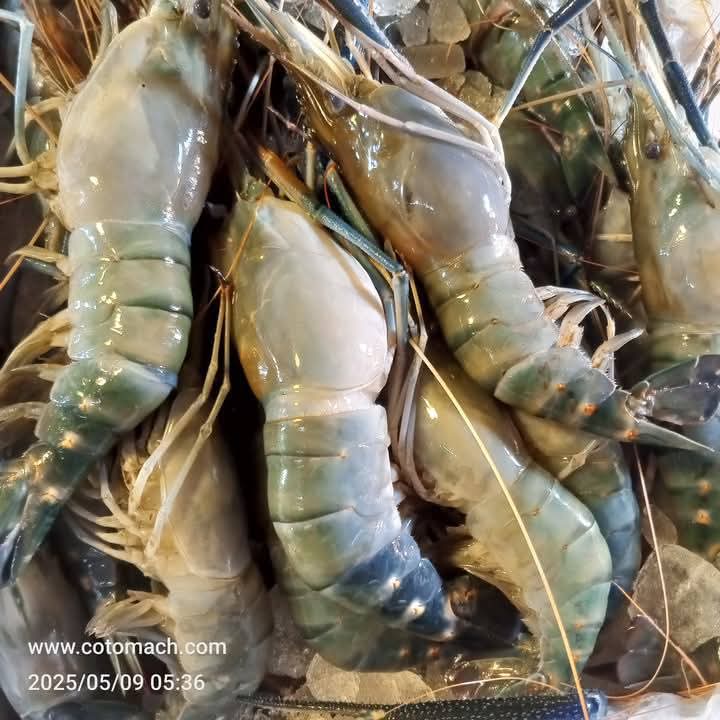 নদীর গলদা চিংড়ি (১০/১২পিসে Kg) কেজি