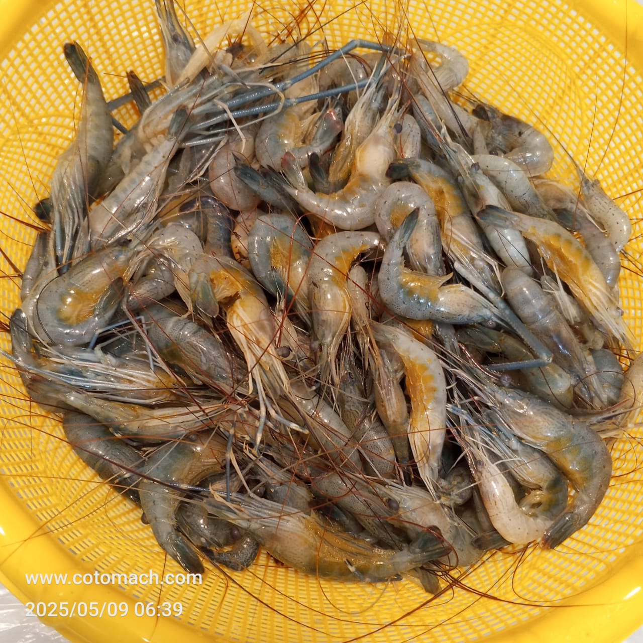 নদীর ডিমা চিংড়ি -প্রতি কেজি