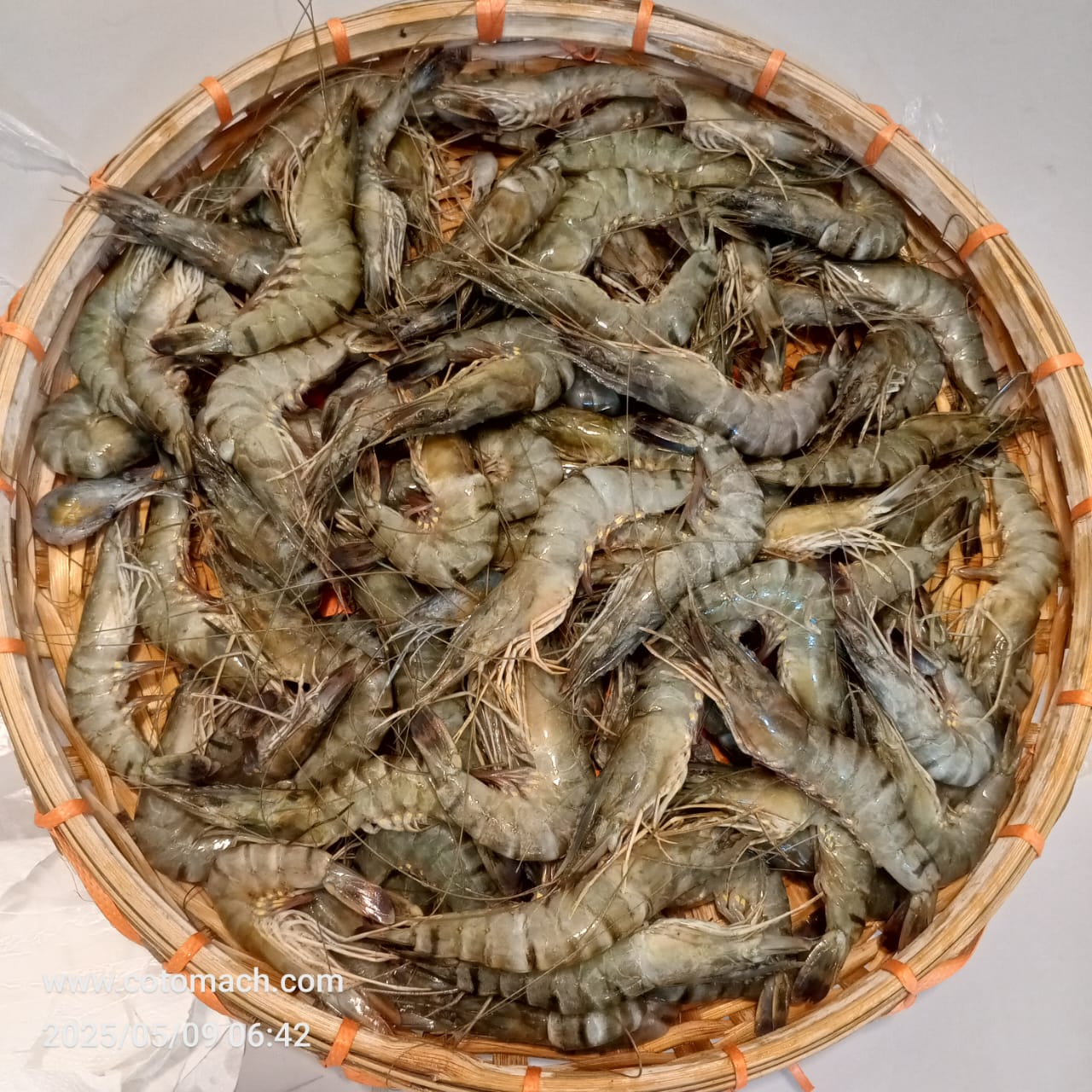 বাগদা চিংড়ি প্রতি কেজি