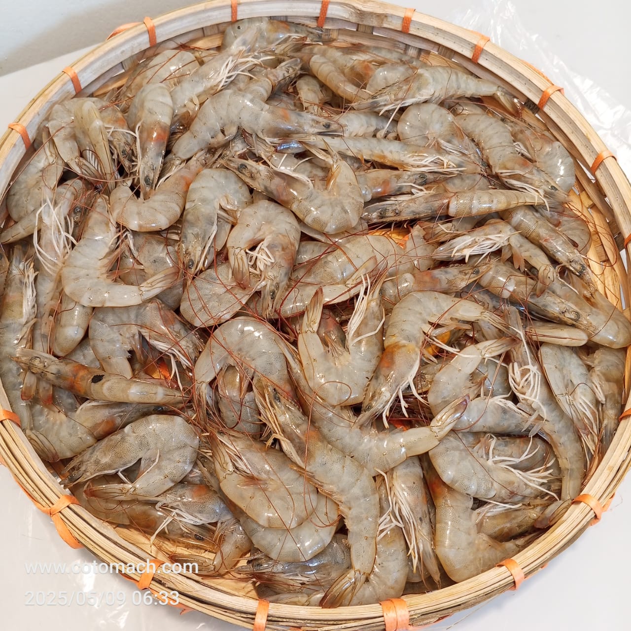 হরিনা চিংড়ি।। Horina Chingri -Per Kg