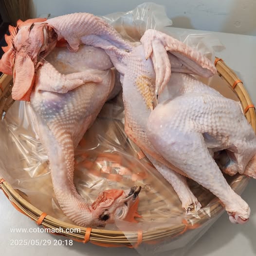 Hilly Chicken II পাহারী মোরগ/মুরগি-প্রতি কেজি