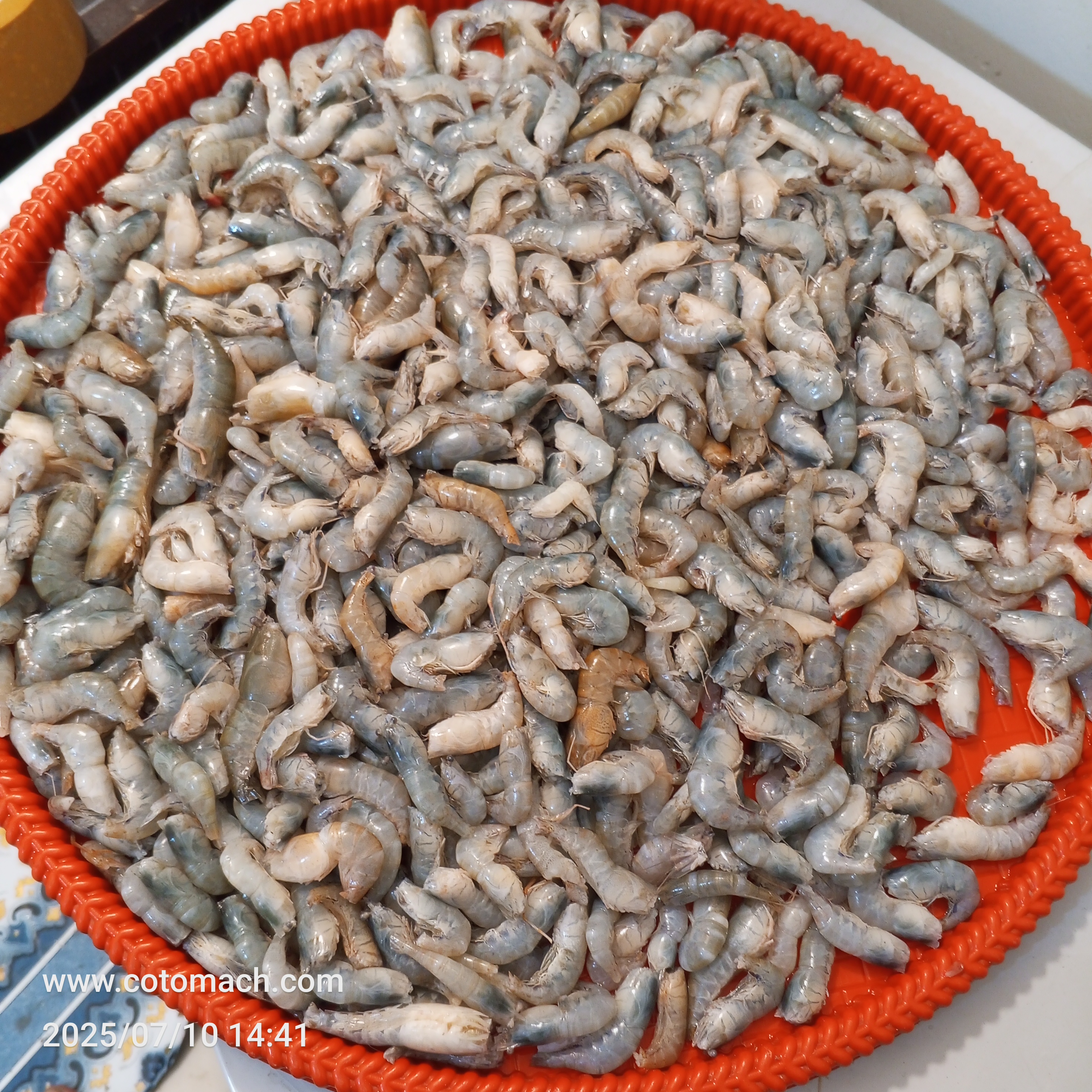নদীর কাঠালী চিংড়ি ১ কেজি