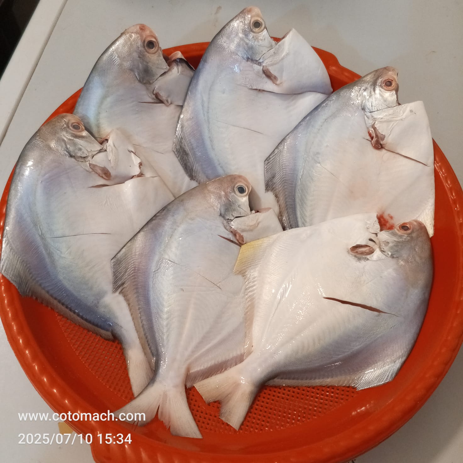 রূপচাঁদা (‎৬/৭ পিসে কেজি) - Per Kg