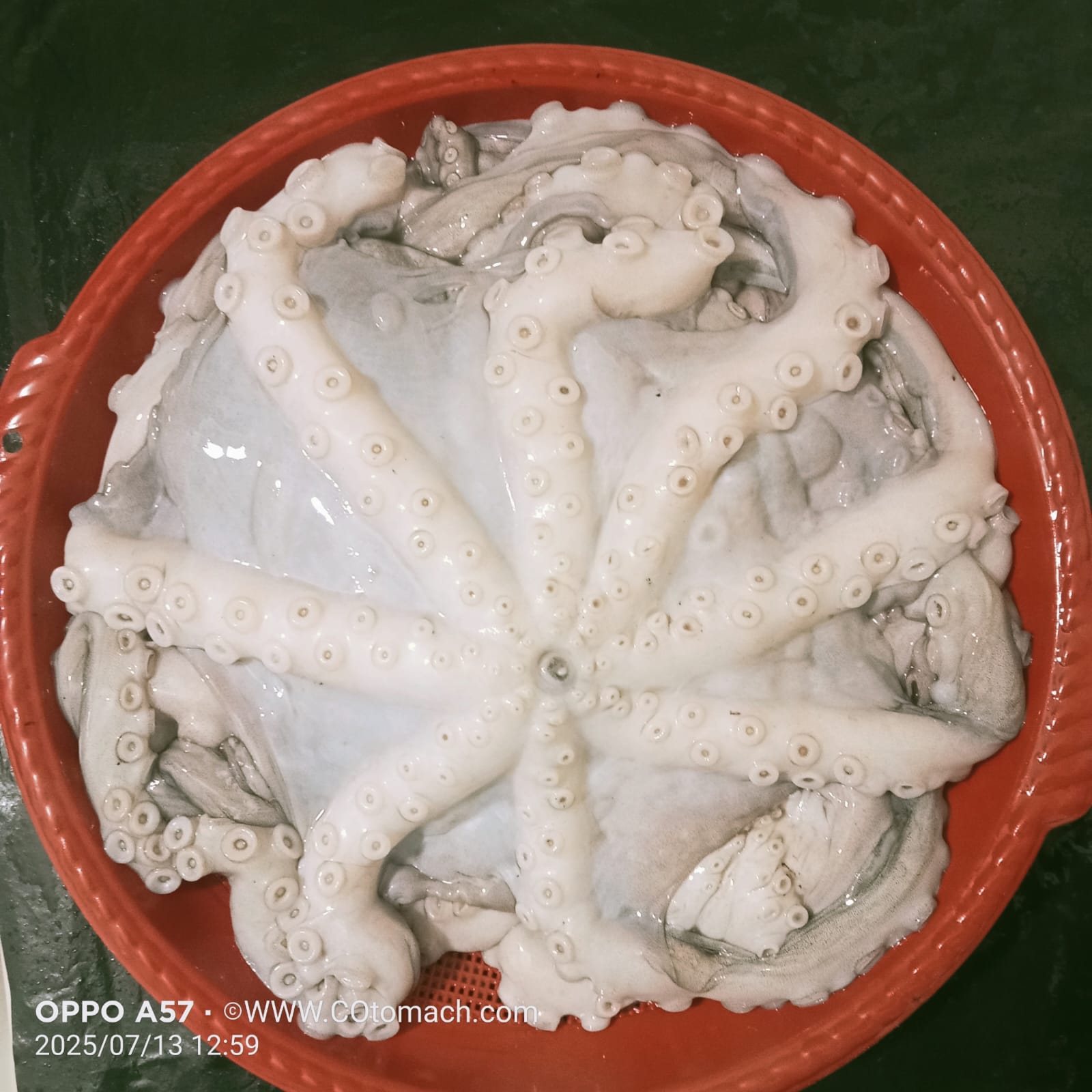 অক্টোপাস (বড়)- প্রতি কেজি
