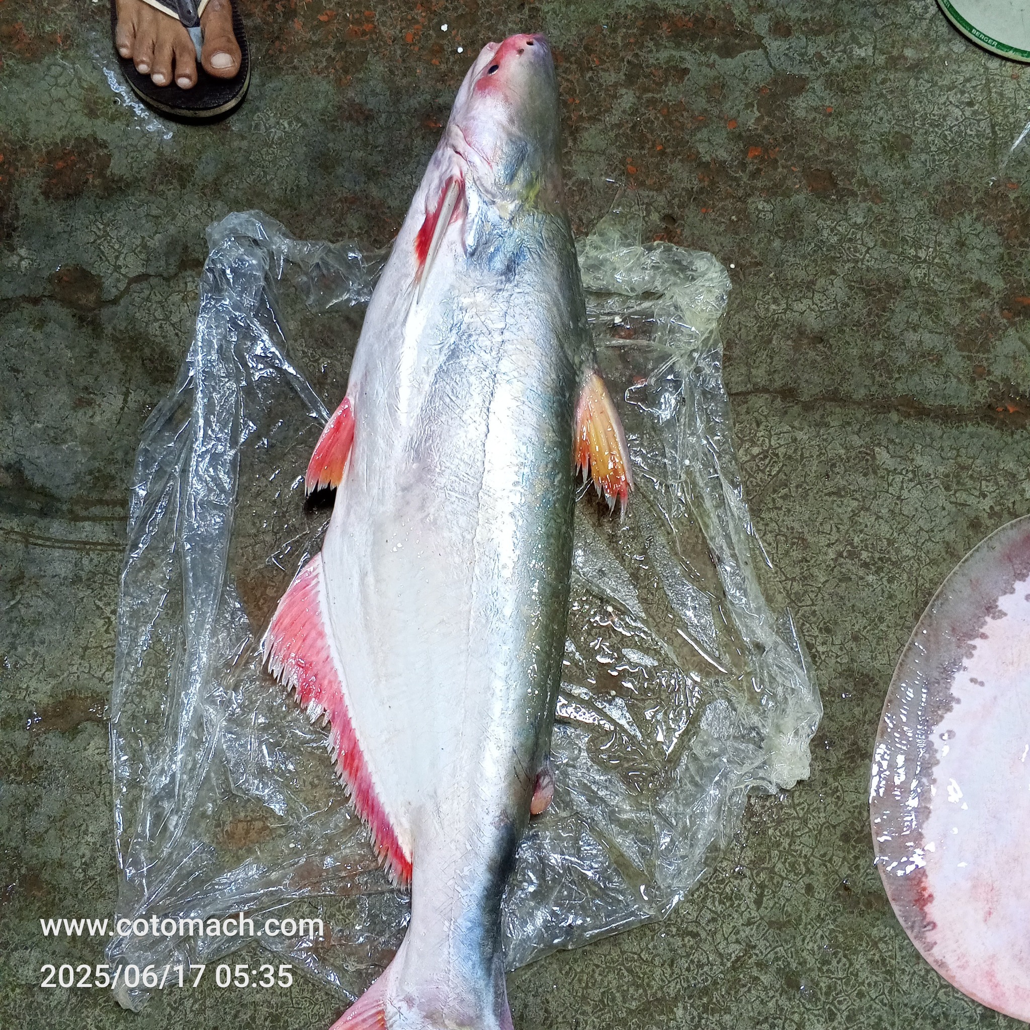 নদীর পাঙাশ মাছ -Per Kg (7-8কেজি+ সাইজ) II River Pangash (7-8kg+ size)