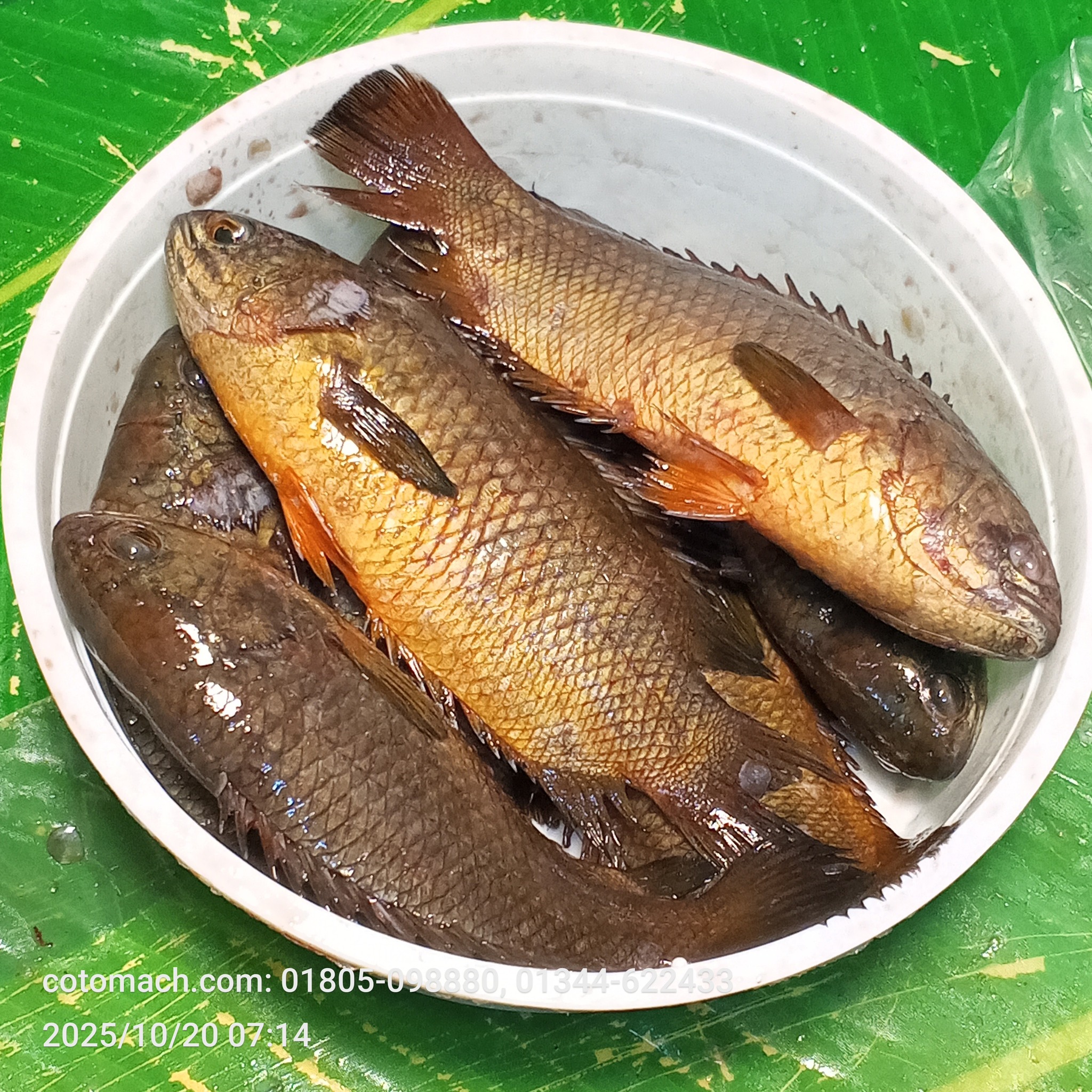দেশি কৈ মাছ (14/15 পিসে কেজি)