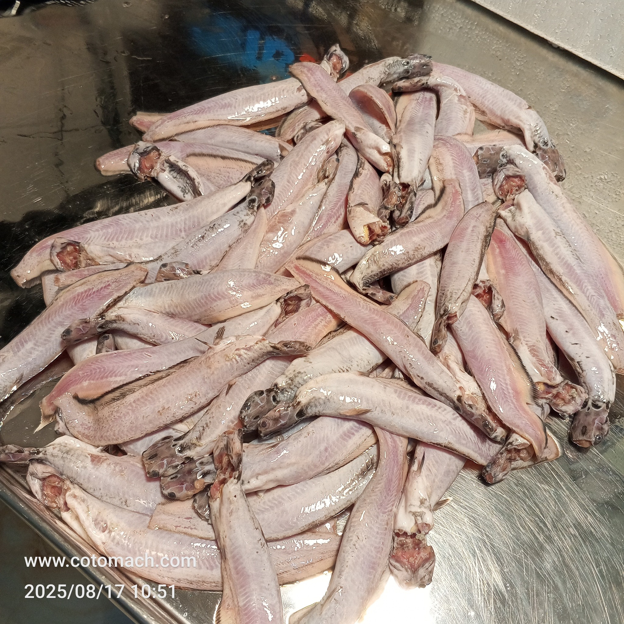 দেশি শিং মাছ - ১ কেজি