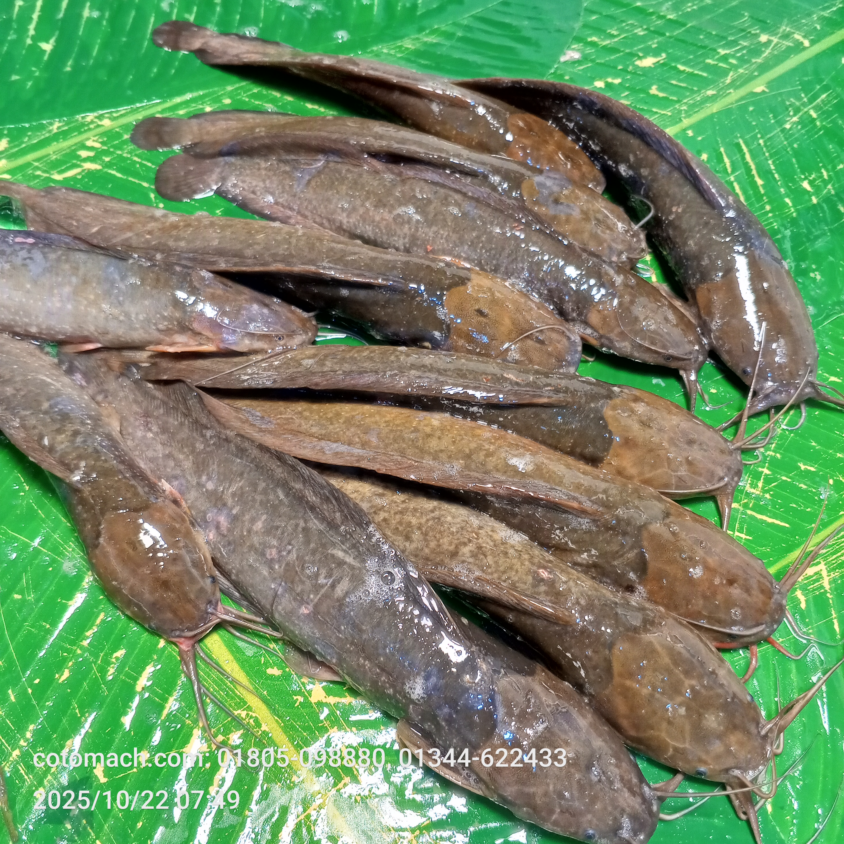 দেশি মাগুর