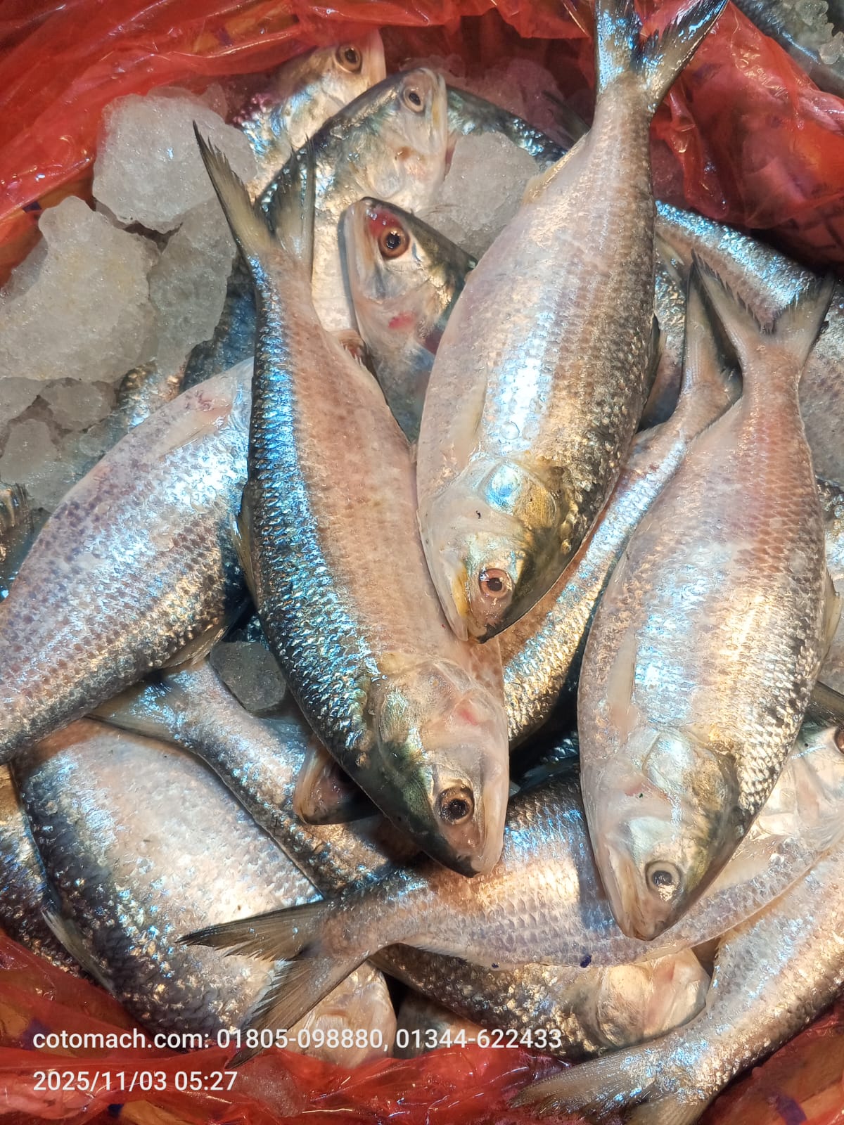 3-4 পিসে কেজি ইলিশ (টেম্পু ইলিশ) - ৩ কেজি