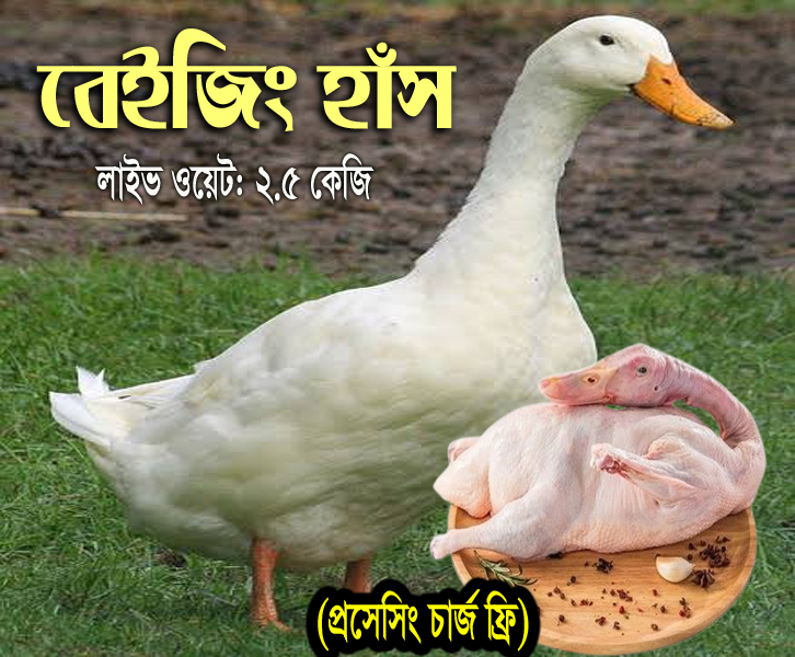 বেইজিং হাস (লাইভ ওয়েট ২.৫ কেজি সাইজ)