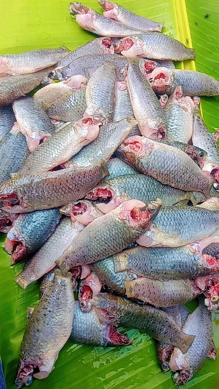 Biler Koi Fish (১৬ পিসে কেজি) II বিলের কই মাছ (কেজিতে ১৬ পিস)