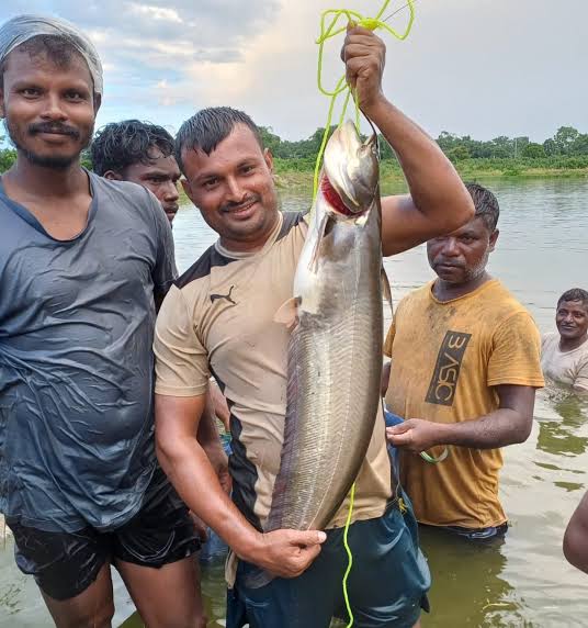 River Boyal Boyal(2kg কেজি সাইজ)II নদীর বোয়াল মাছ