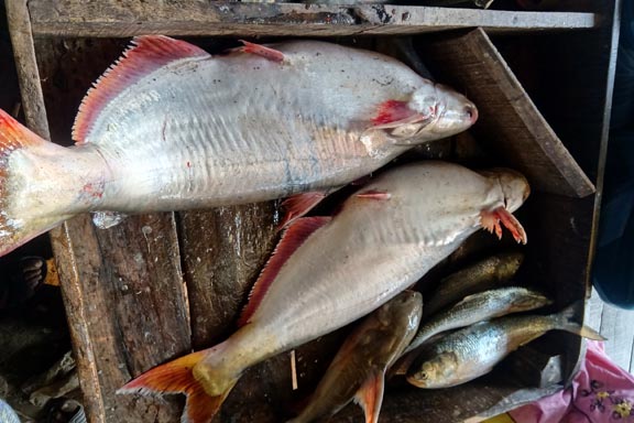 নদীর পাঙাশ মাছ (9-11কেজি+ সাইজ) II River Pangash (9-11kg+ size)