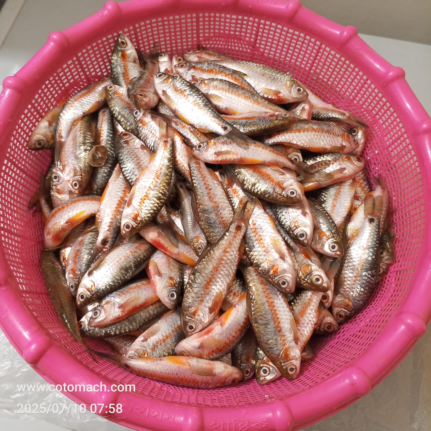 দেশি পুটি মাছ।। Deshi Puti Fish -1Kg