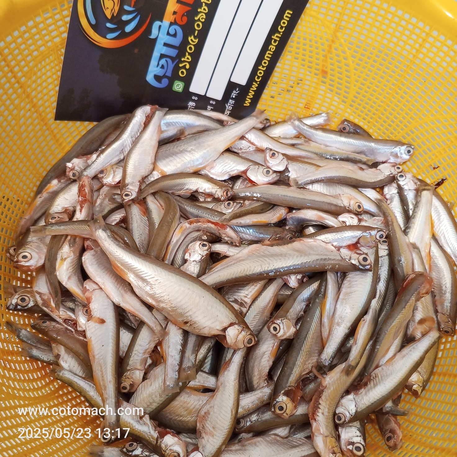 চ্যালা মাছ-500gm (রেগুলার সাইজ)