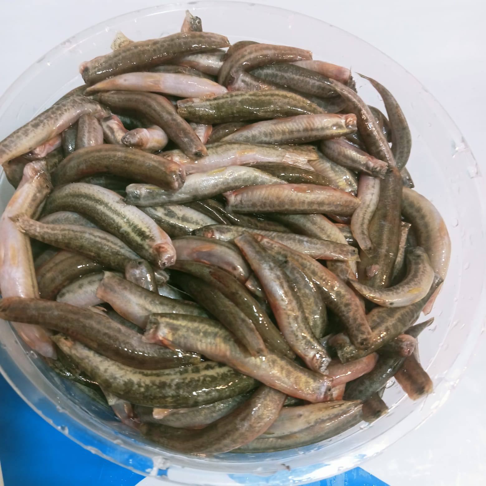 গুতুম মাছ ৫০০গ্রাম