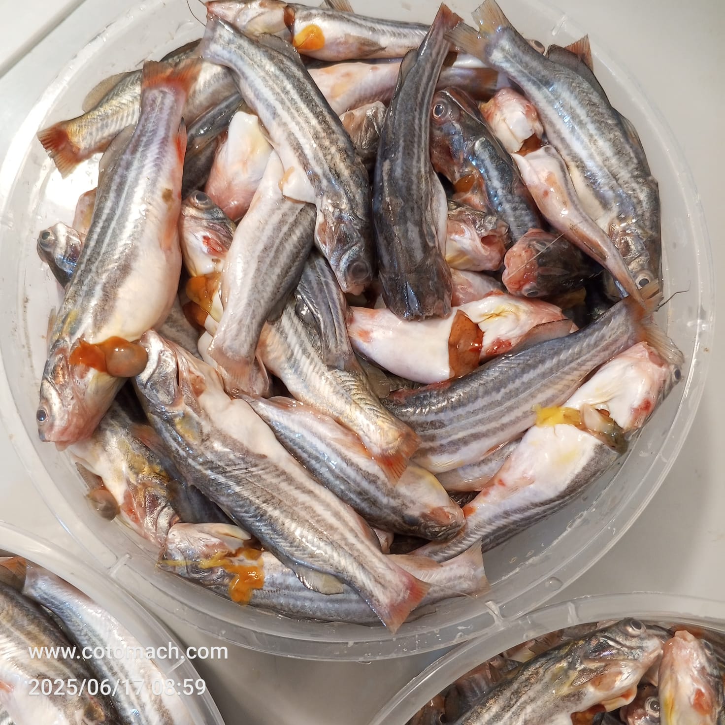 নদীর টেংরা মাছ-500gm