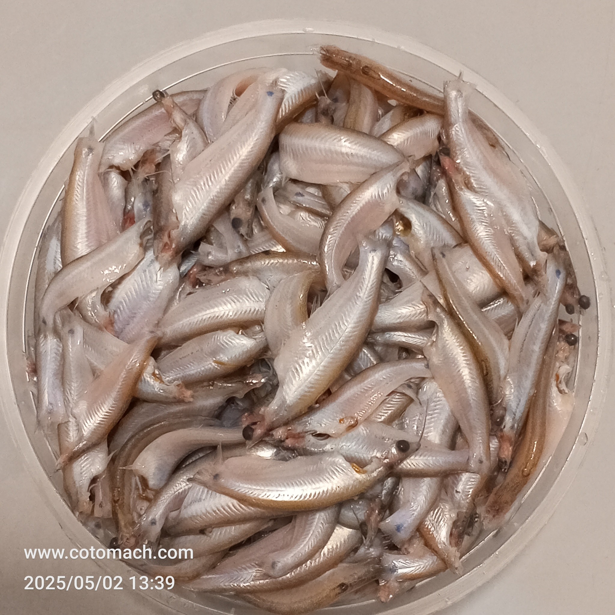 Batasi Fish -1kg II বাতাসী মাছ