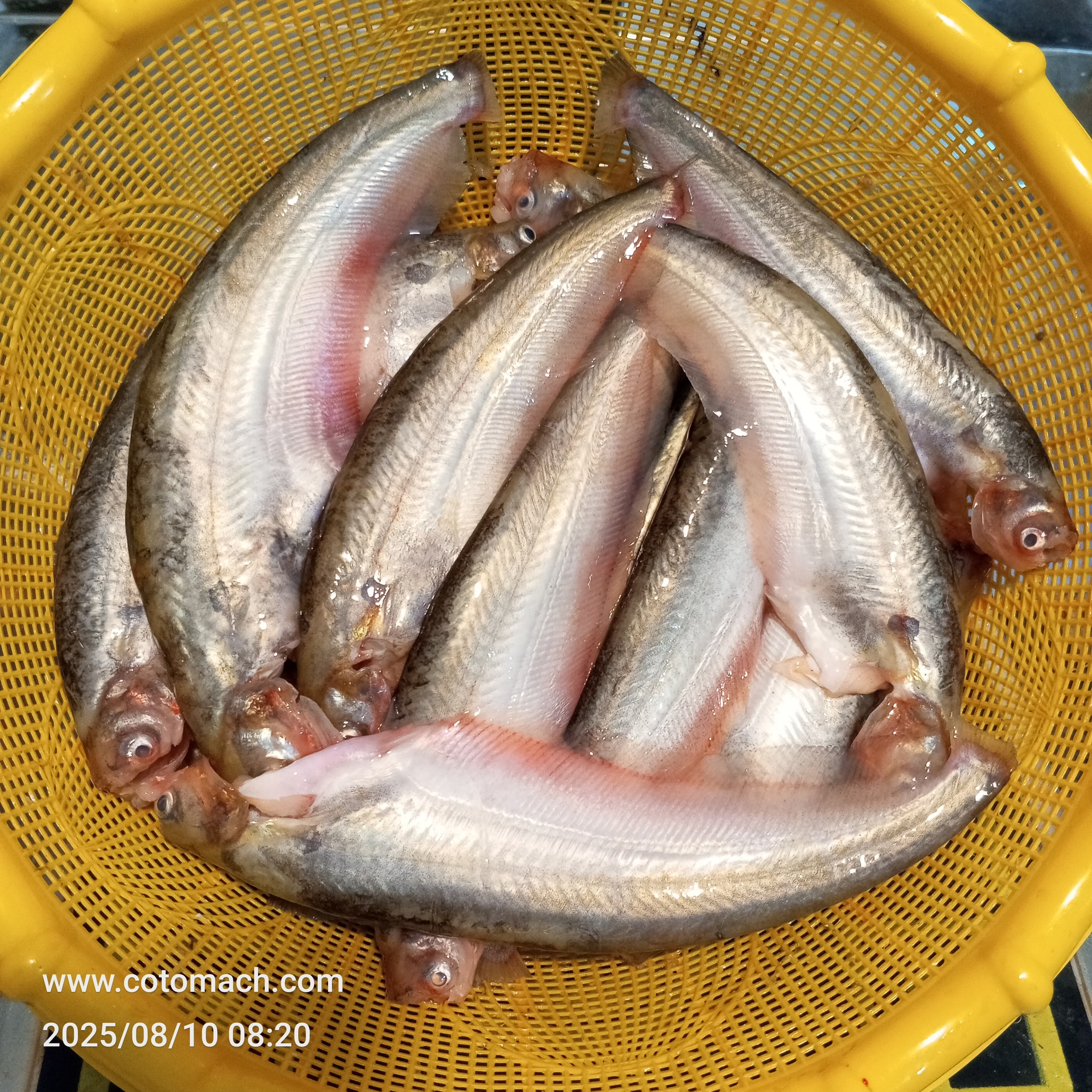 Pabda (Big Size) পাবদা (বড় সাইজ)