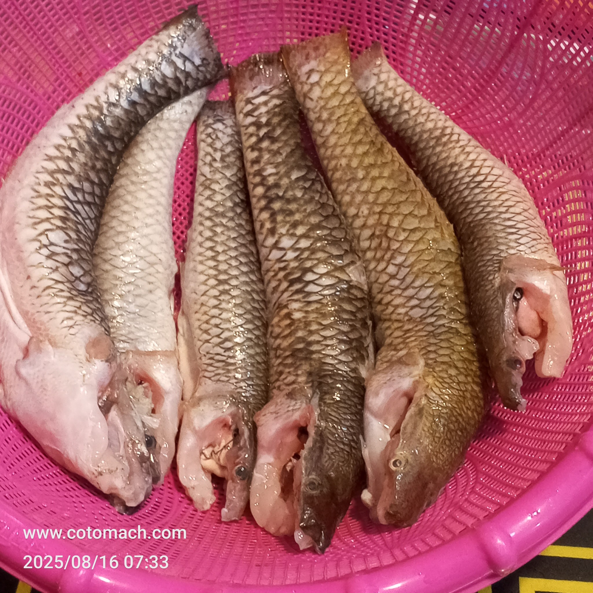 নদীর বড় বেলে মাছ(6-8/পিসে কেজি) -1kg।। River Bele Fish