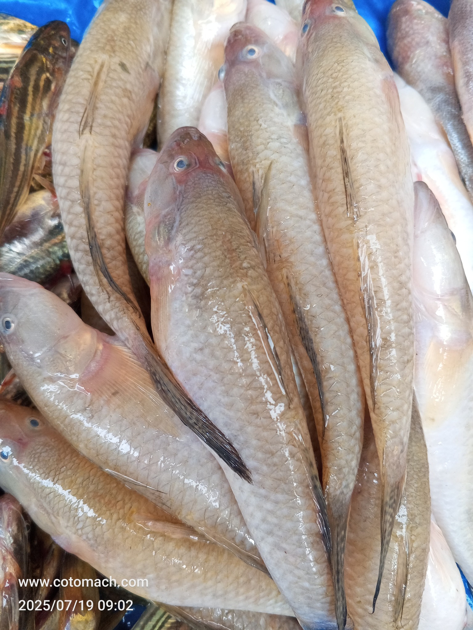 বড় বেলে (3-4 পিসে কেজি)- 1kg