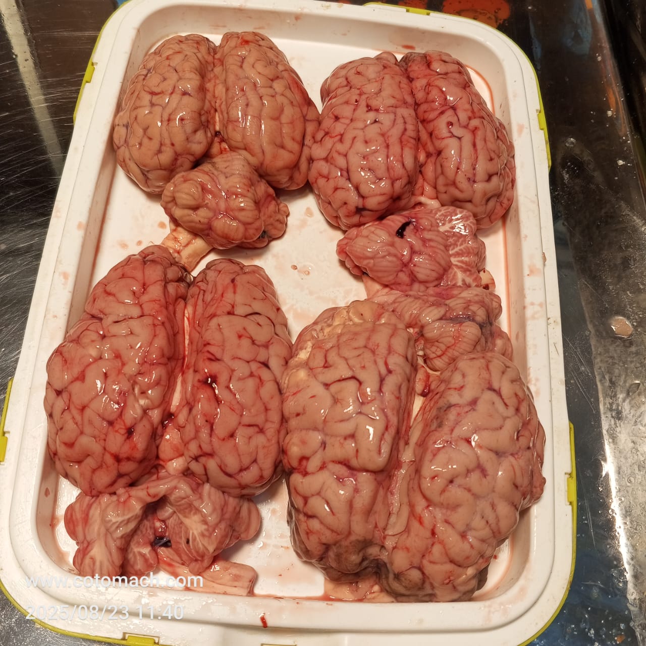 গরুর মগজ-প্রতি পিস