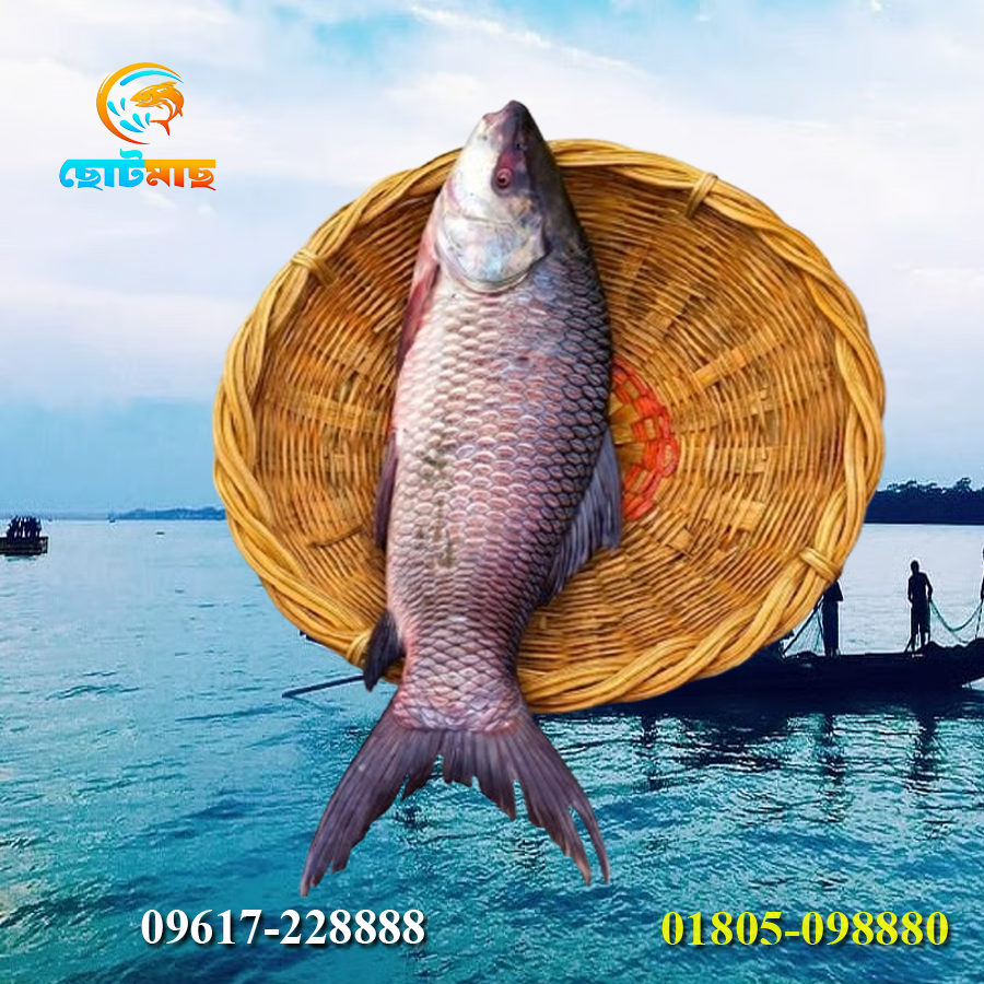 নদীর রুই মাছ(2.5kg+ size)। River Rui Fish (2.5kg+ size)